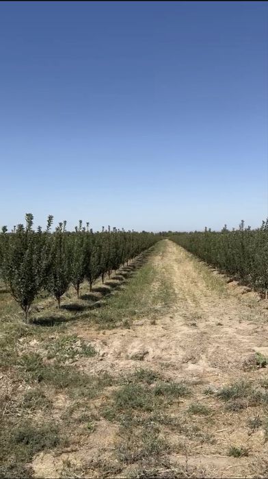 Яблоневый сад 5 га