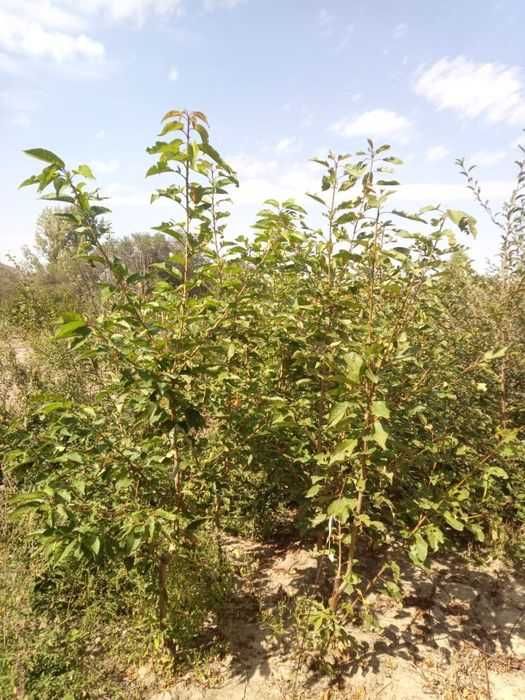 Черешни плодоносящие, Черешни крупномеры Алматы и область