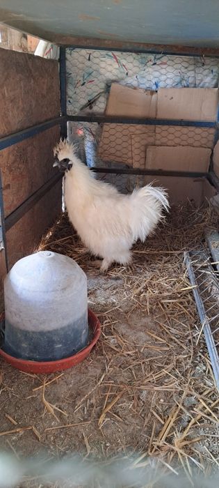 Mătase japoneza 6 luni