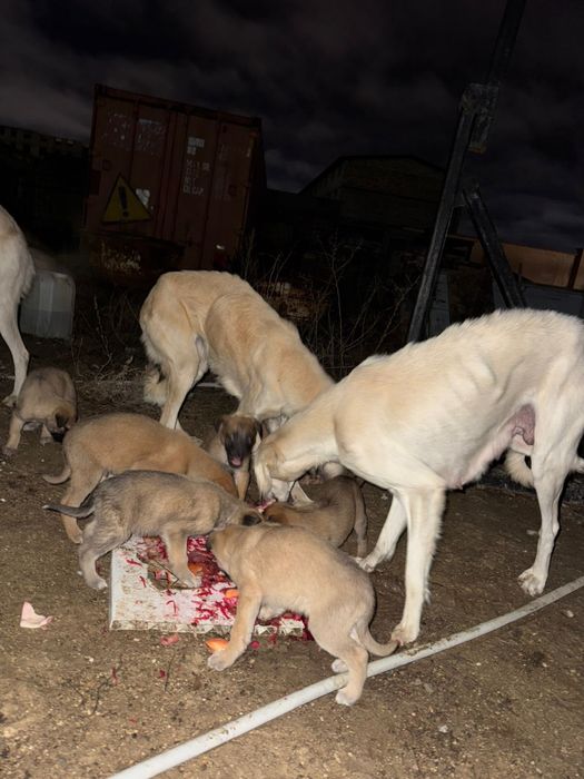 Казахская тазы щенки!