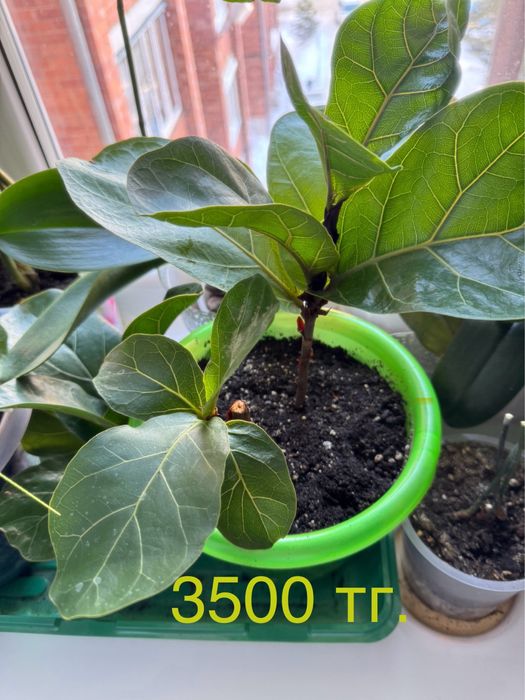 Фикус лировидный