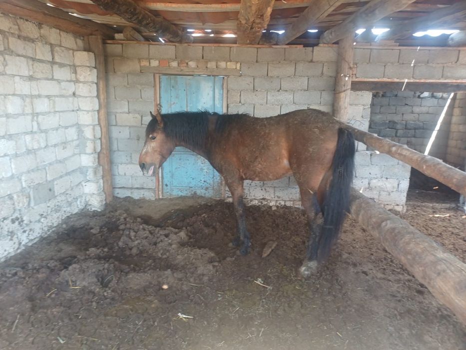 Срочно жылкы сатылады