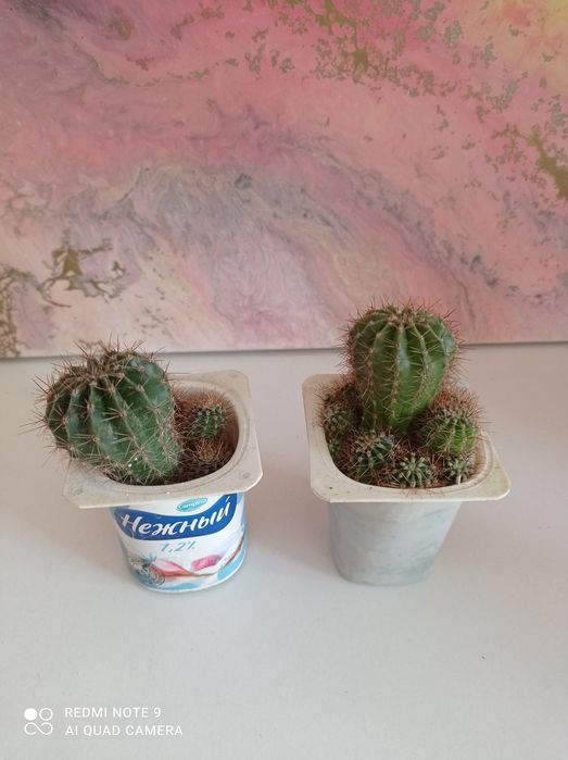 Продам деток кактуса