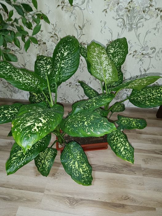 Диффенбахия, 2 в 1 горшке