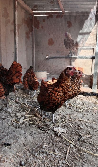 Сибарят сотилади