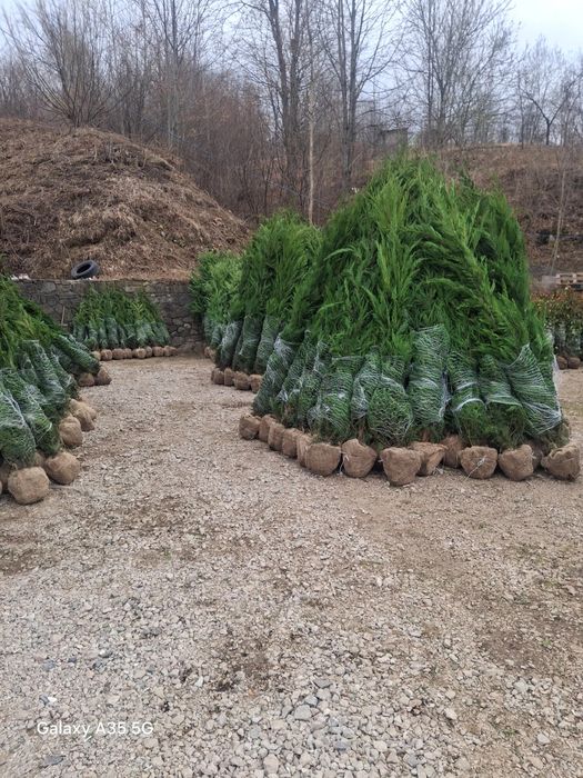 Vând tuia leylandii chiparos la oferta asiguram transport gratuit