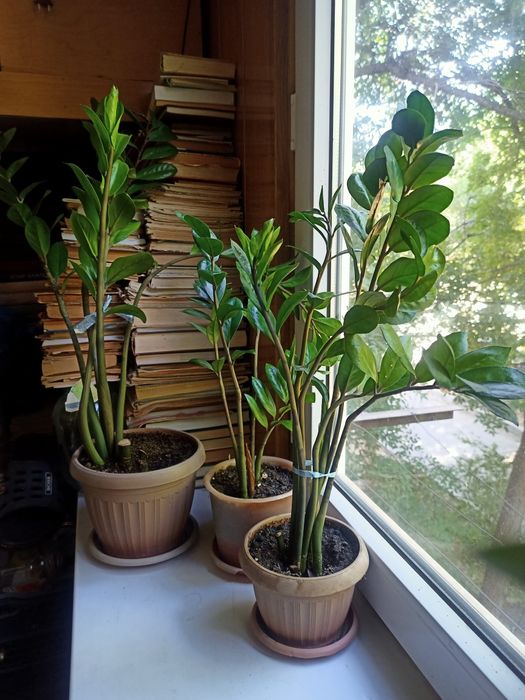 Долларовое дерево в ассортименте