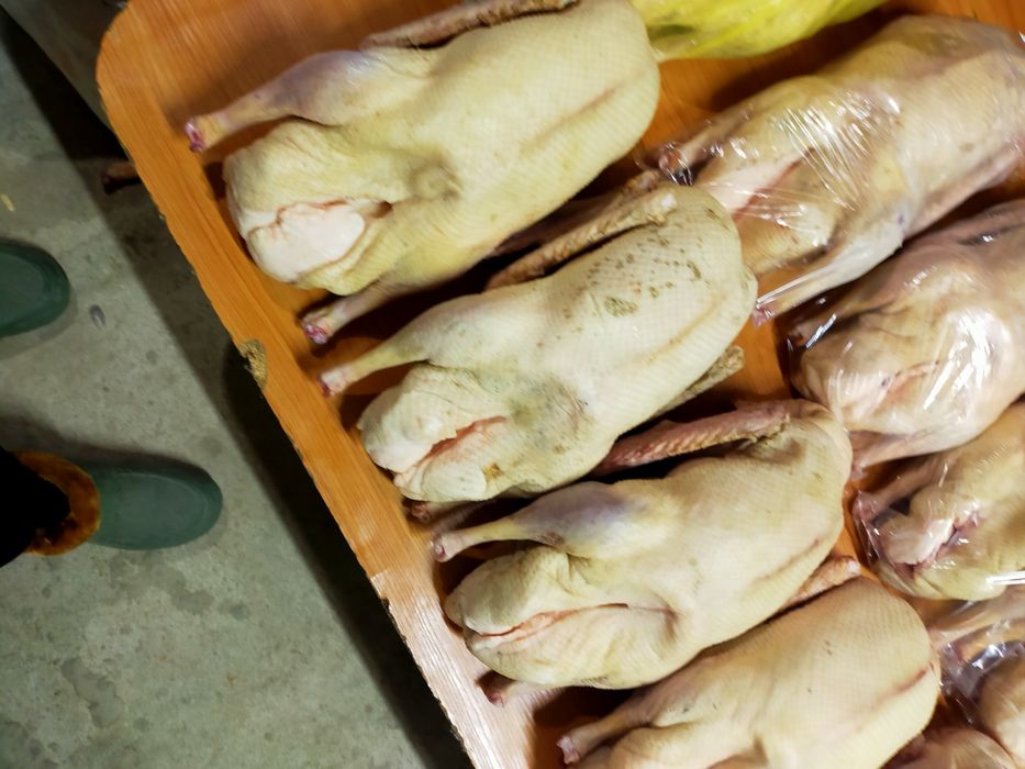 Гуси в заморозке