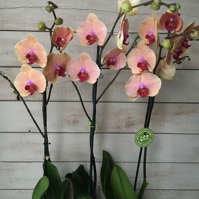 Орхидея, орхидеи!