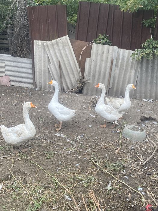 Продам курей гусей