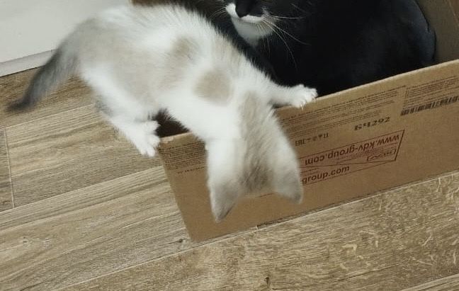Отдам котенка в добрые руки. Мальчик