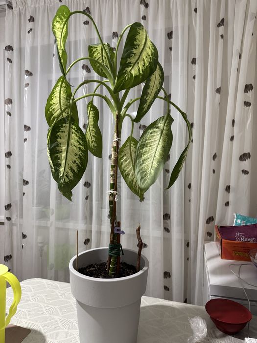 Диффенбахия продам