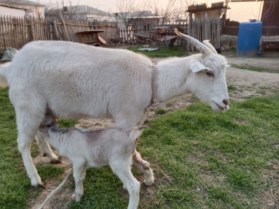 Сауын ешкі, занен, ешкы