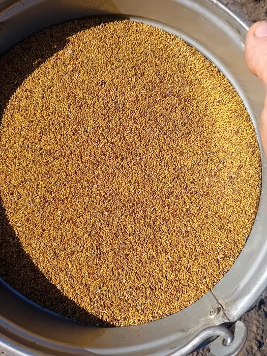 Sămânță de lucernă