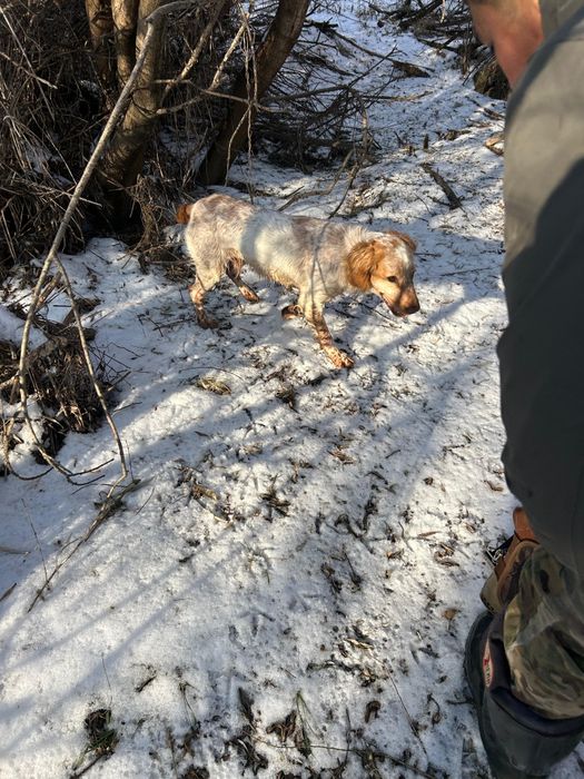 Продам охотничий шенки