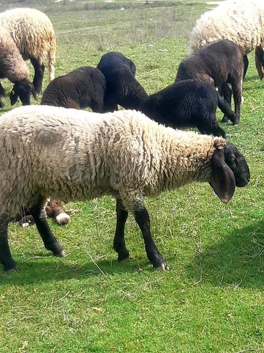 Miei de vanzare pentru mai multe detalii la telefon la telefon