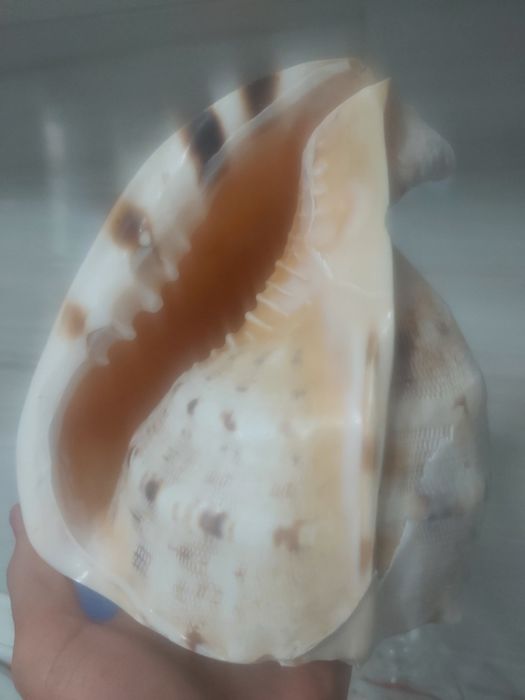 Vand scoică  uriașă  din Atlantic