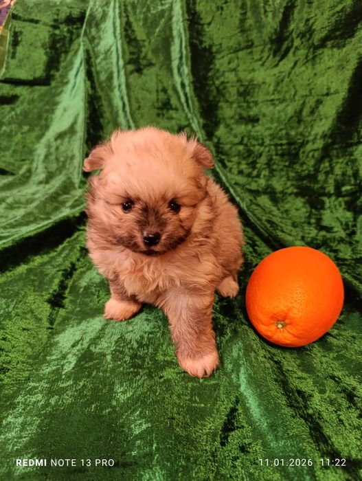 Щенок шпиц померанский мальчик