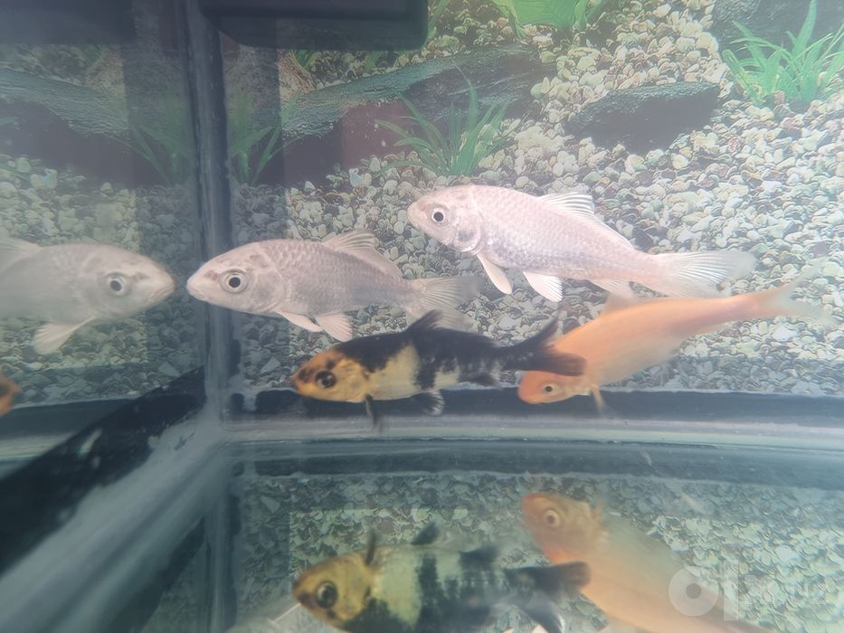 Akvarium baliqlari sotiladi