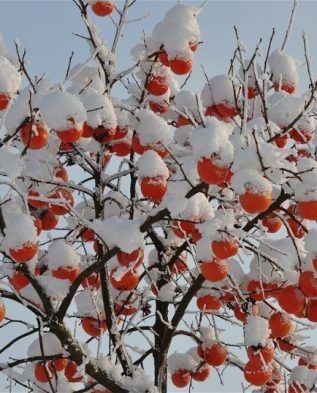 Pomi Fructiferi Exotici (Kaki ) la ghiveci