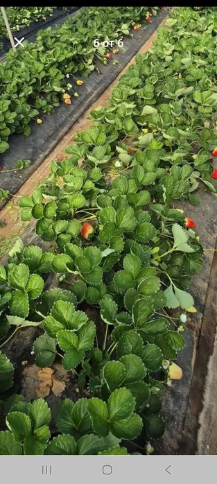 Продавам ягооди и малини расат