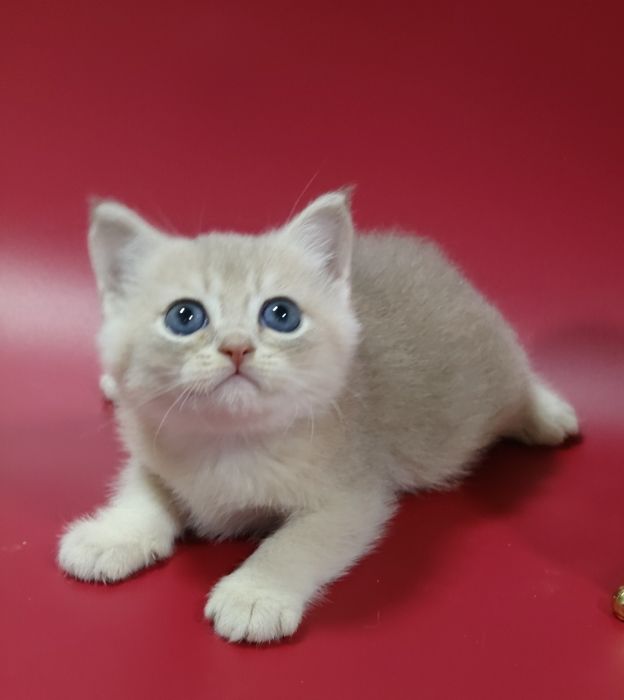 Котик шиншилла  ay25