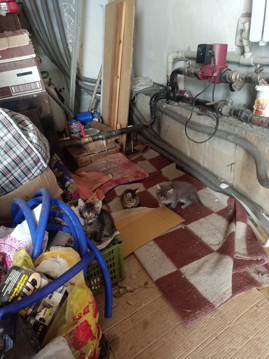 Котята игривые даром