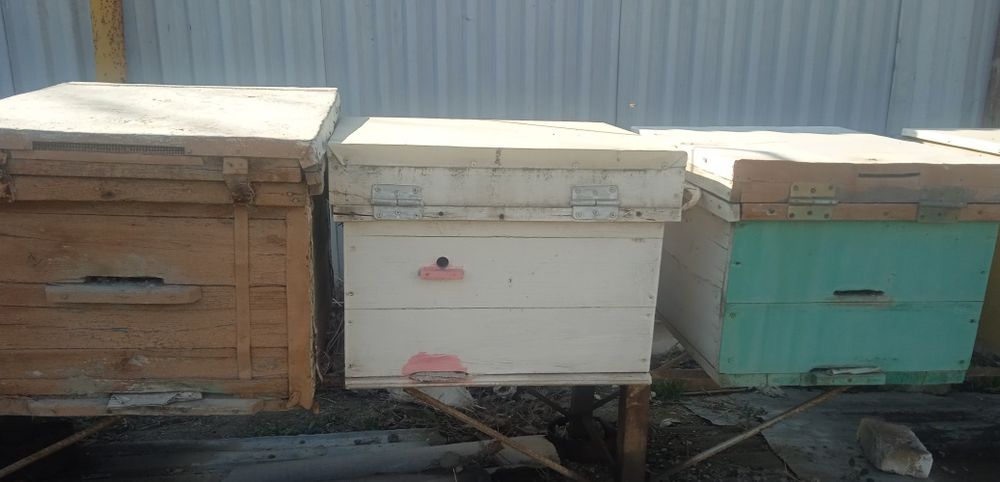 Asal ari quti ramkalari bilan