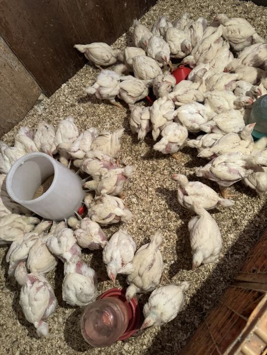 Продаются куры молодка бройлера