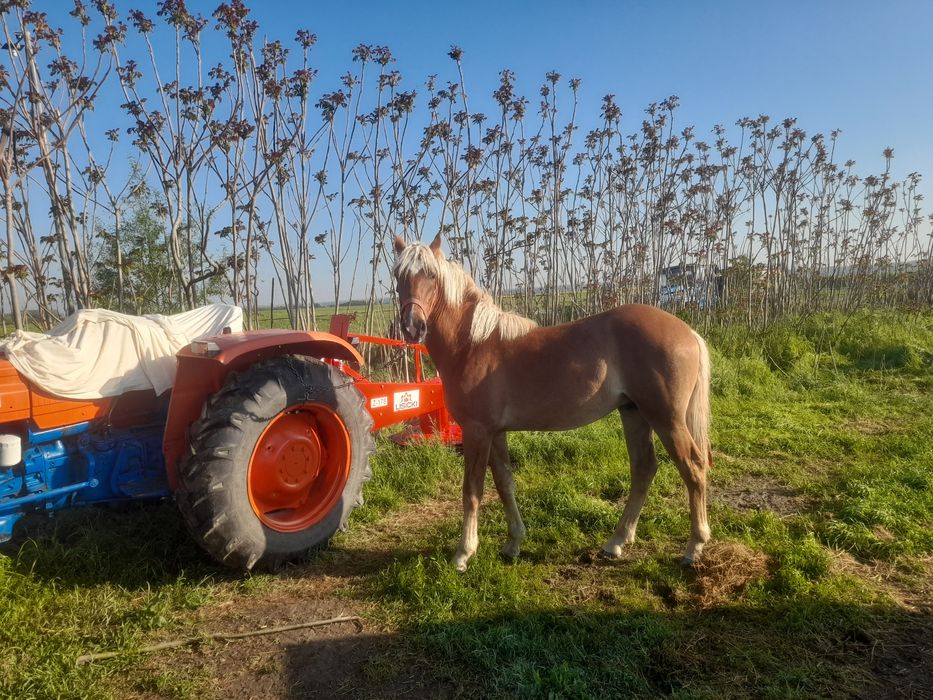 De Vânzare Mânz  din Cai Mari are 11 Luni Fac Schimb Cu Viței Tăurași