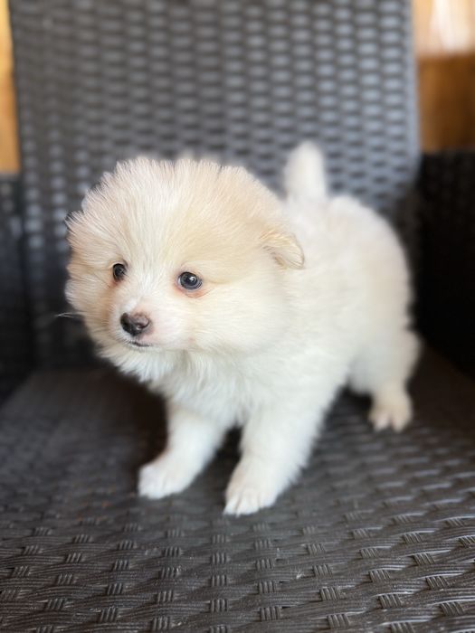 Мини шпиц померан