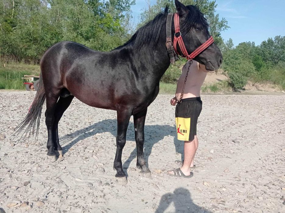 Vând mânz de 3 ani