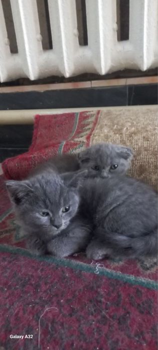 Вислоухие, прямые, шиншиллы продаются дёшево и быстро