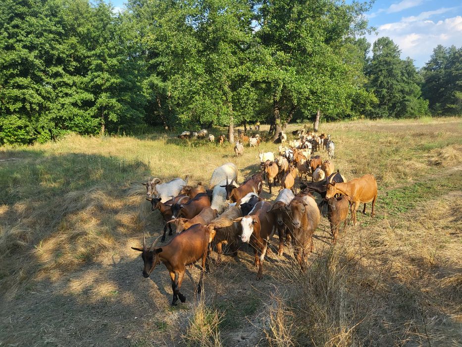 Vând turmă oi și capre