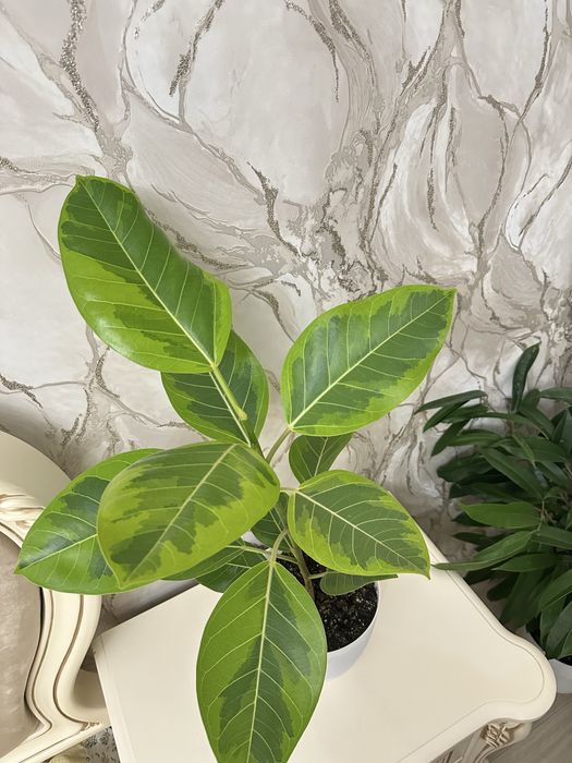 Комнатные цветы разные