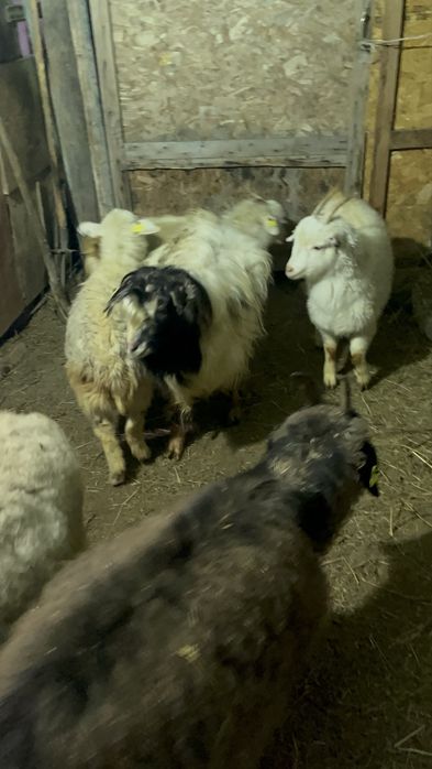 Продам коз, и козлов 280.000тг торг