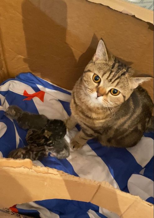 Продам британских котят