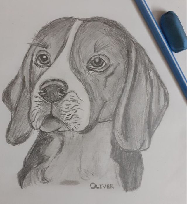 Рисунки домашних животных
