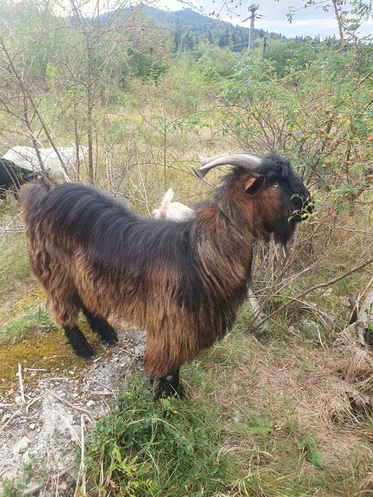 Vând țap în vârsta de 2 ani