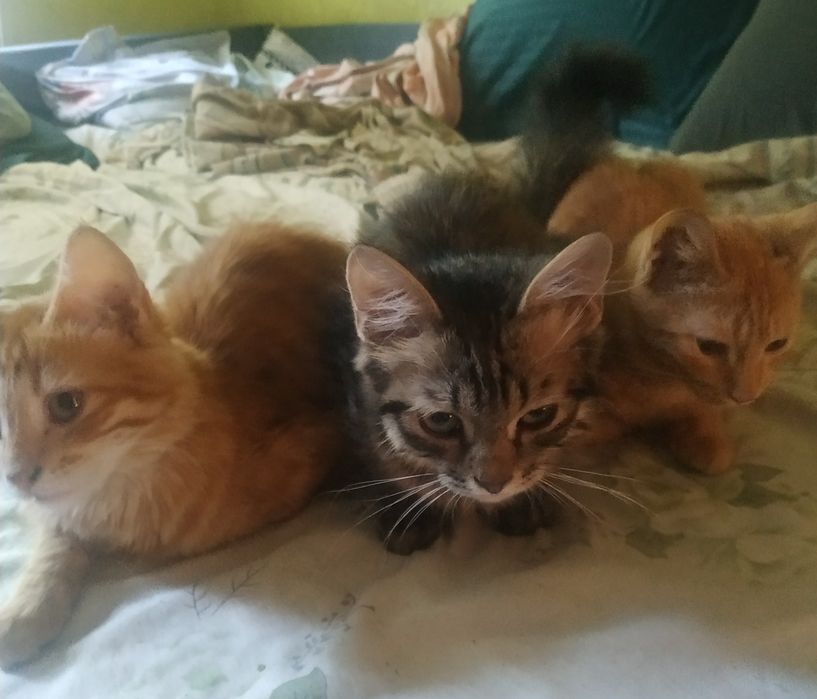 Отдадим котят в добрые руки