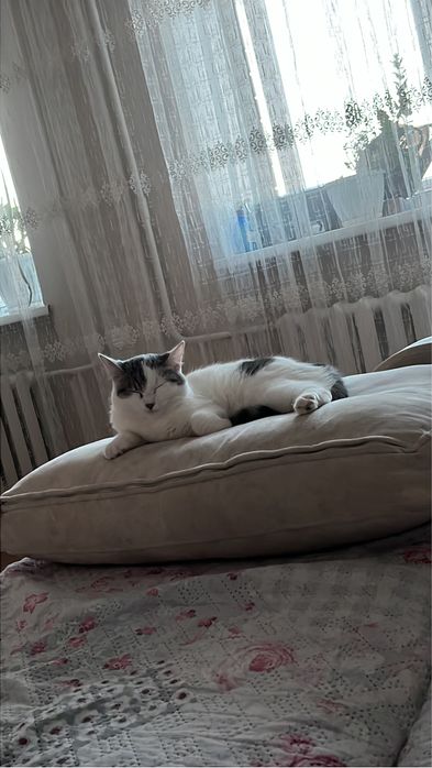 Отдам в хорошие руки кошечку