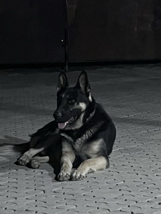 Вязка с кобилем ВЕО