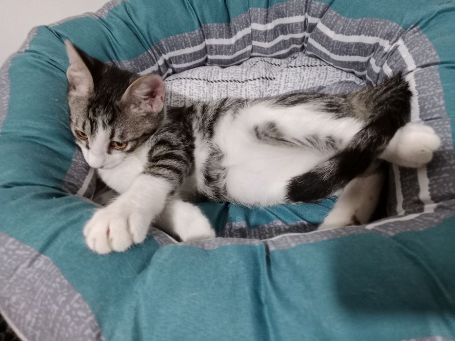 Подрощенный мальчик