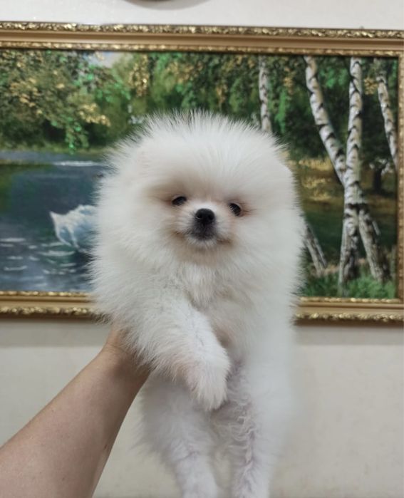 Игрушечные мини шпицульки