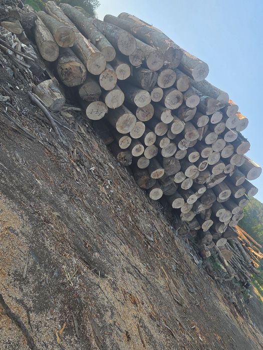 Lemn Rotund Fag pentru foc