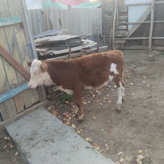Продам подсосных бычков