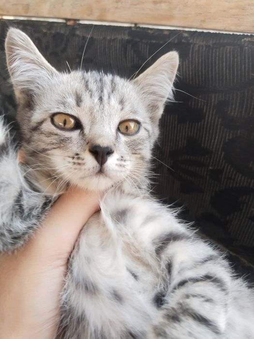 Отдам кошку бесплатно
