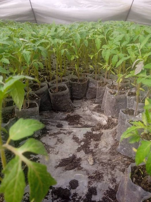 Pomidor ko'chati. (nihol)