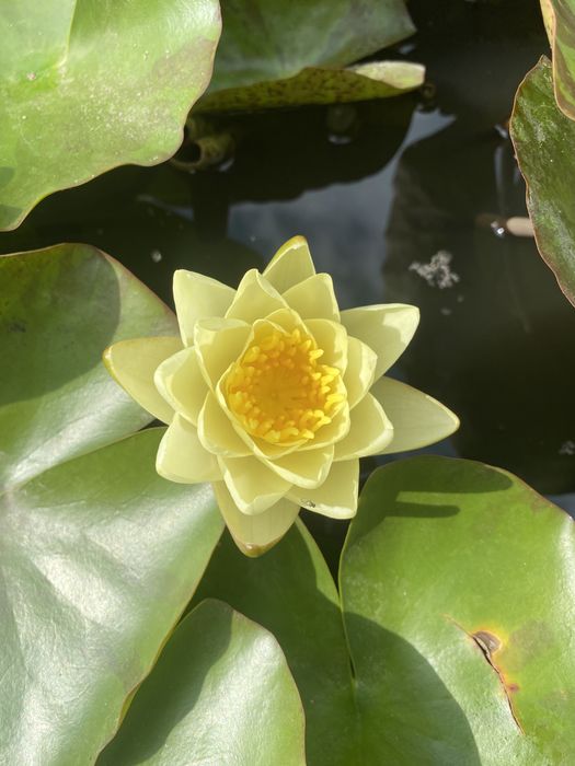 Bazin rotund pentru nuferi; Iriși galbeni ;Tuia;Scoruș; Iasomie;