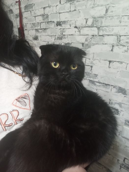 Кот для спаринга ищем самку детей можете оставить себе!